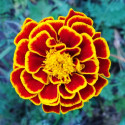 Oeillet d'Inde Sparkler Marigold