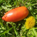 Tomate Cornue des Andes