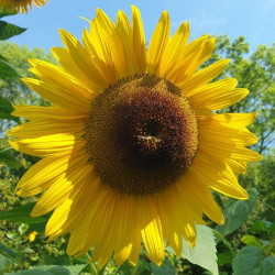 Tournesol Géant Mammouth